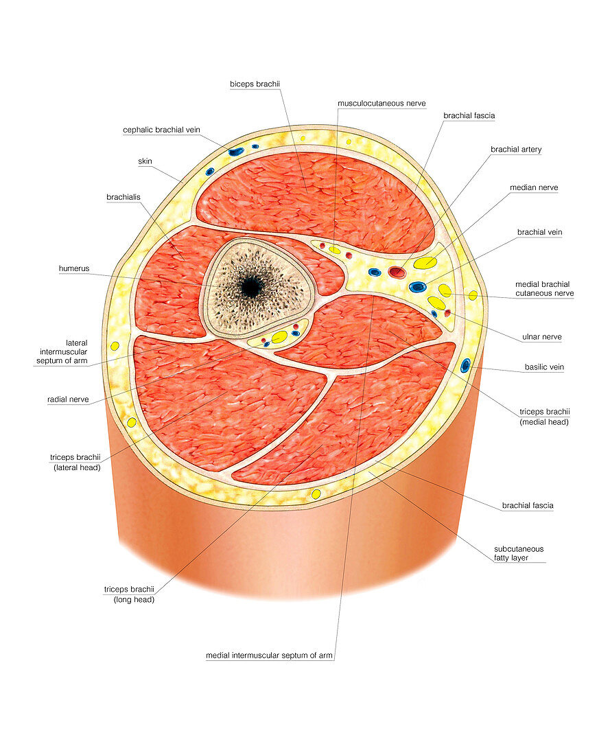 Cross-section of the arm,artwork