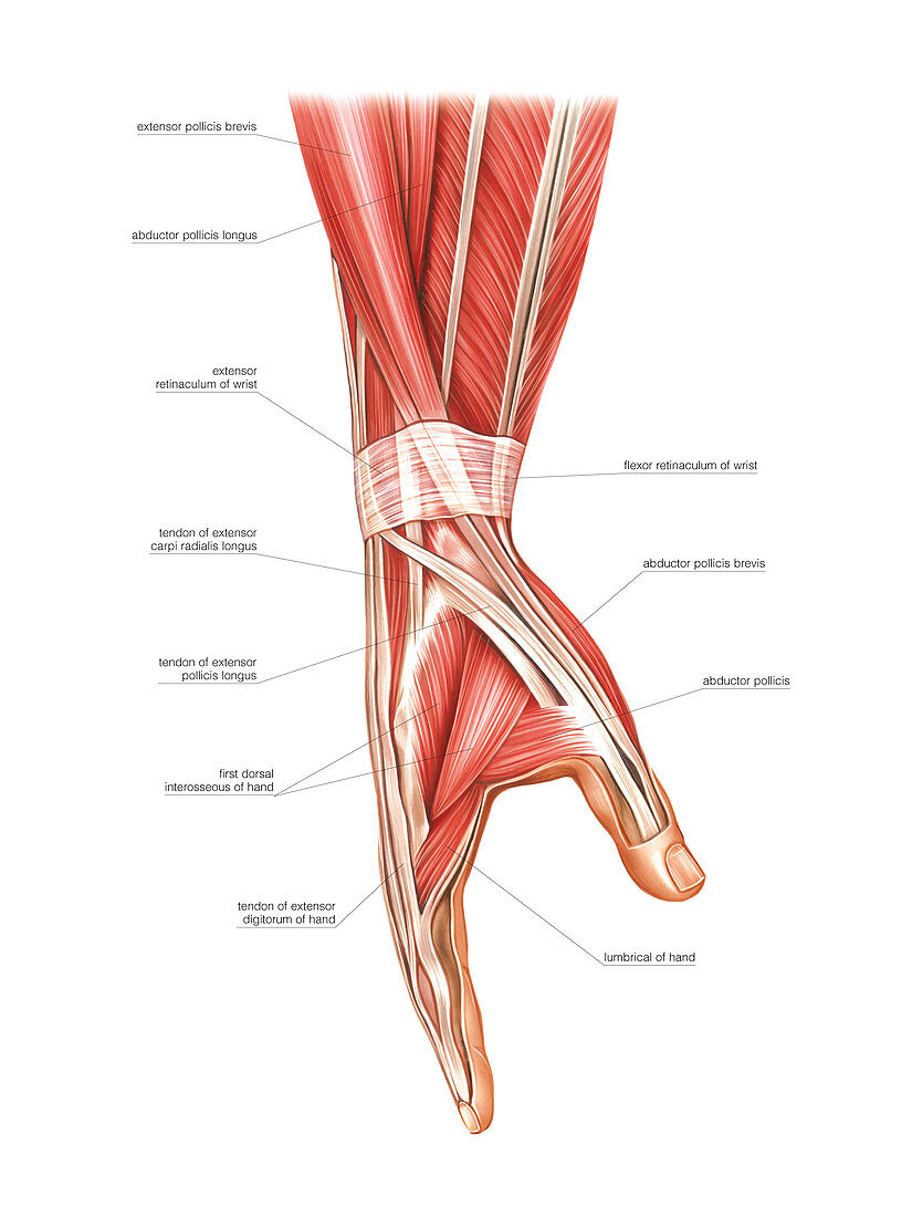 Forearm and hand muscles,artwork