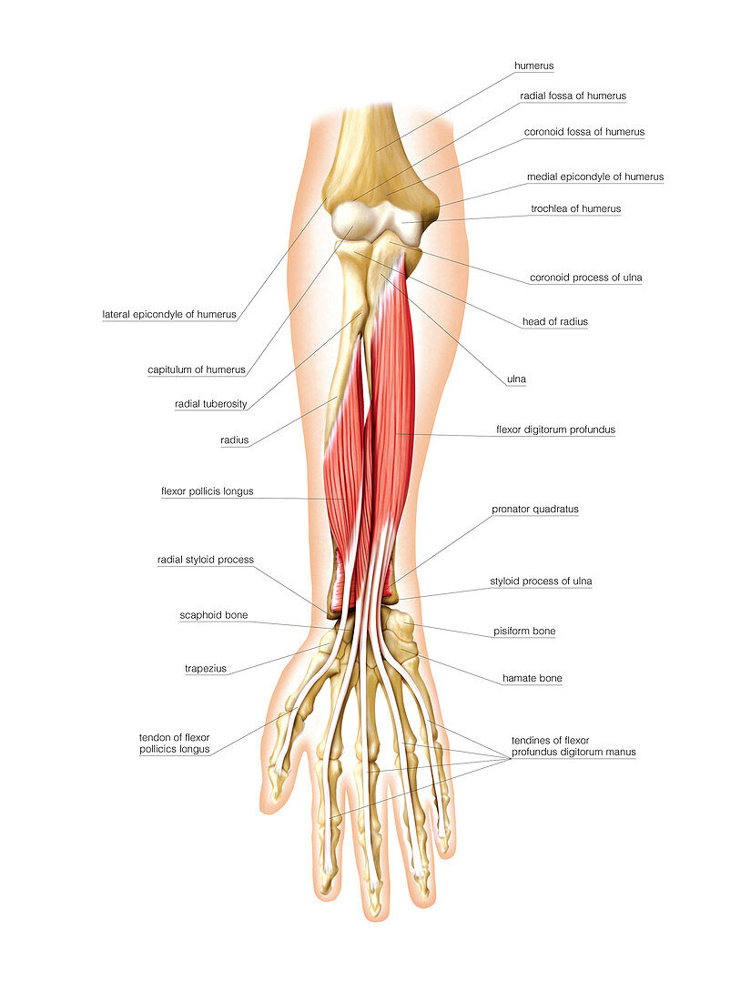 Anterior muscles of forearm,artwork