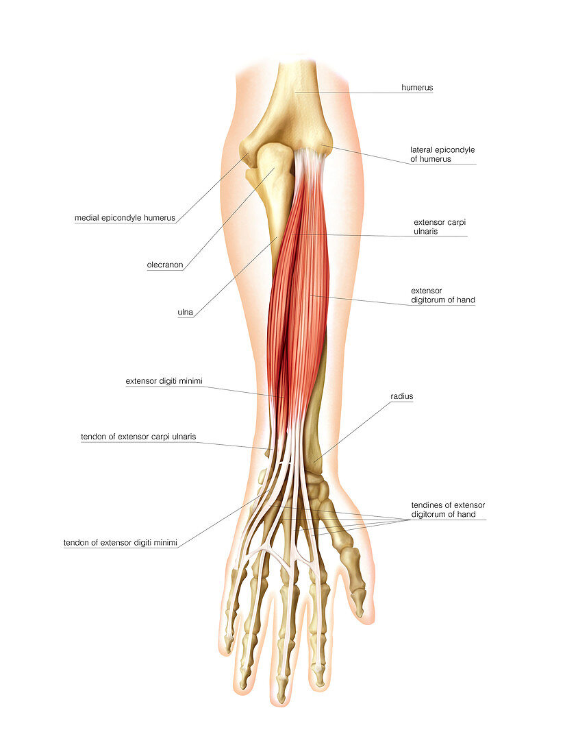 Posterior muscles of forearm,artwork