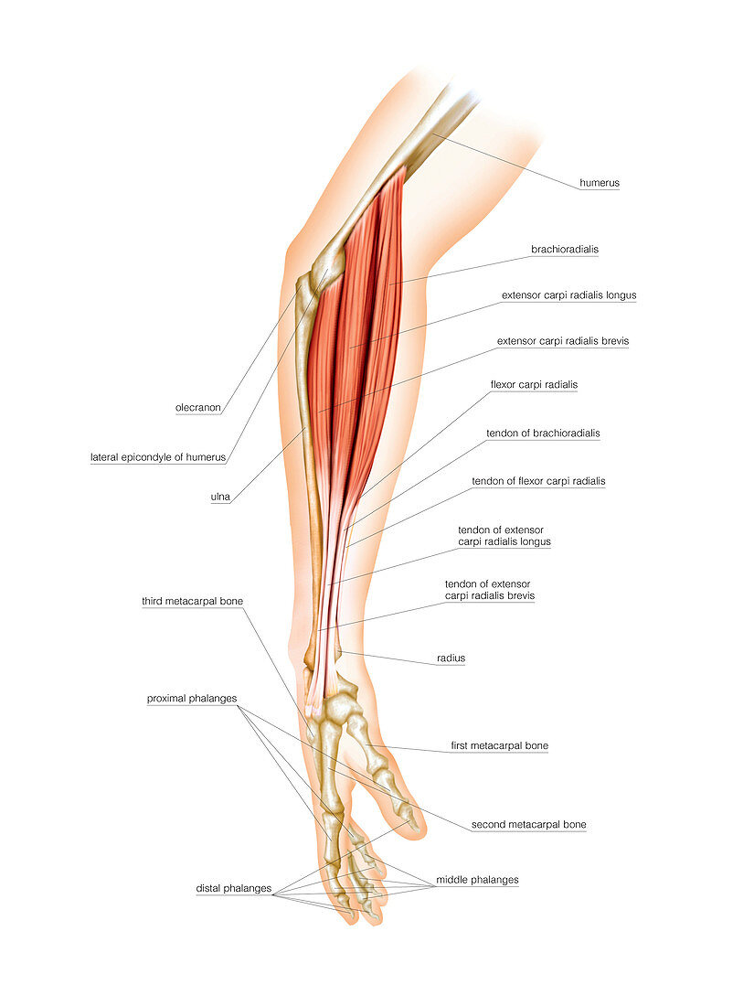 Superficial muscles of forearm,artwork