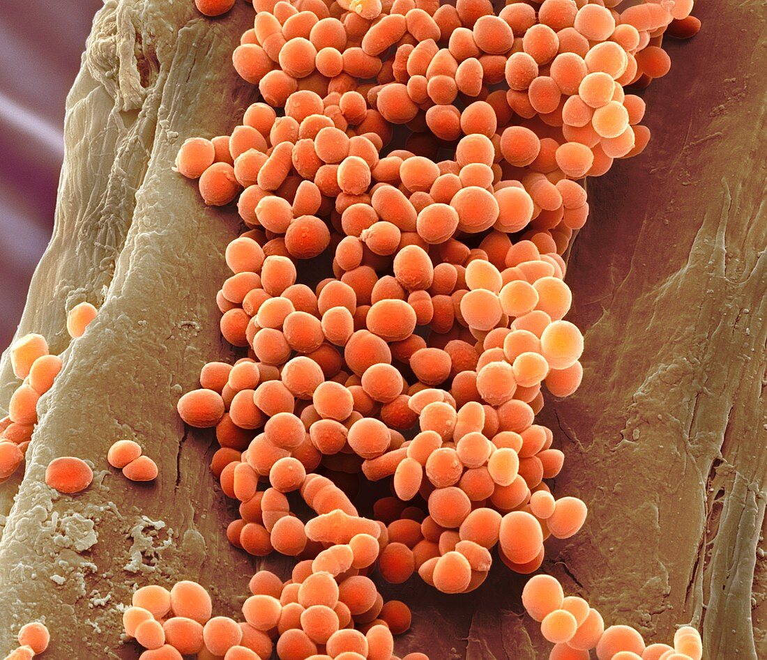 Lactococcus lactis bacteria,SEM