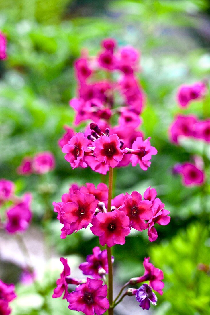 Japanese primrose (Primula japonica)