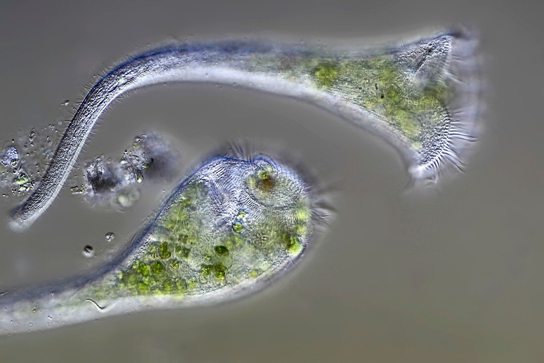 Stentor protozoan,light micrograph