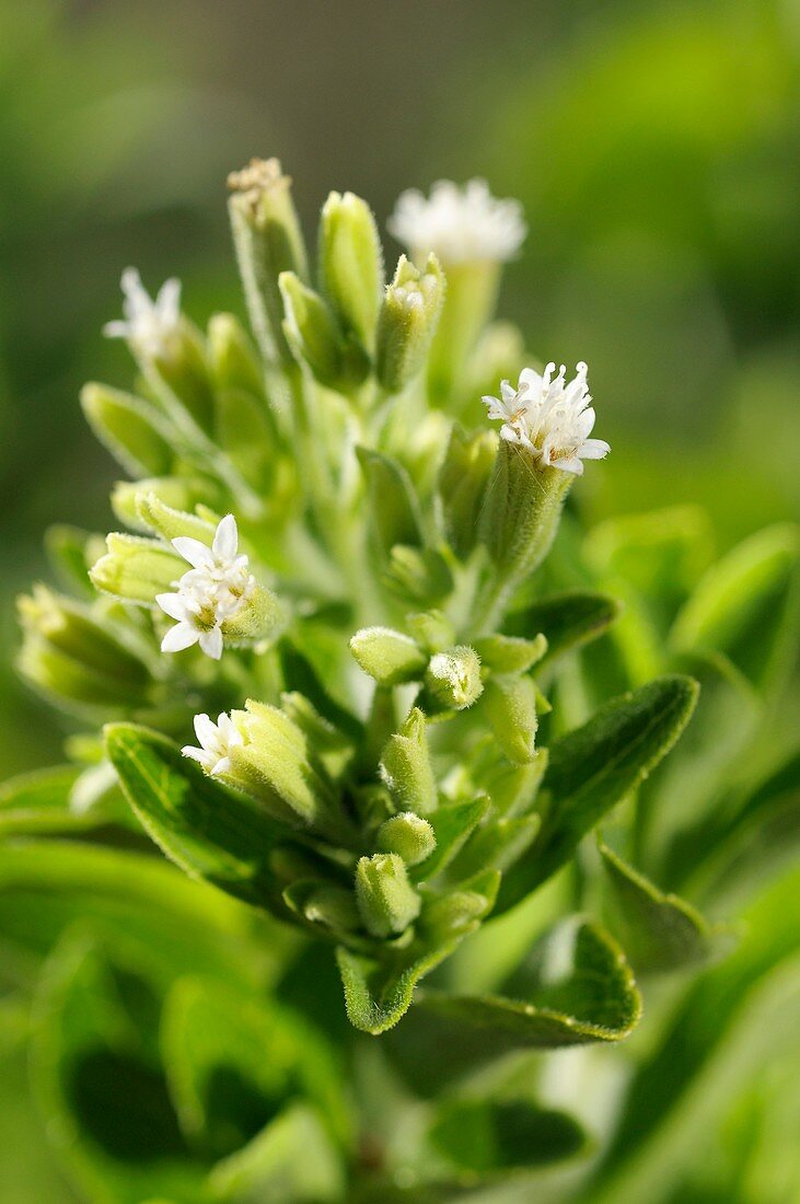 Stevia flowers