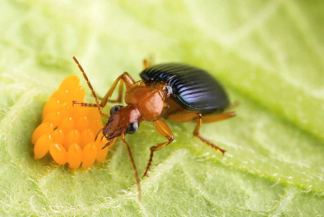 Lebia grandis beetle eating eggs