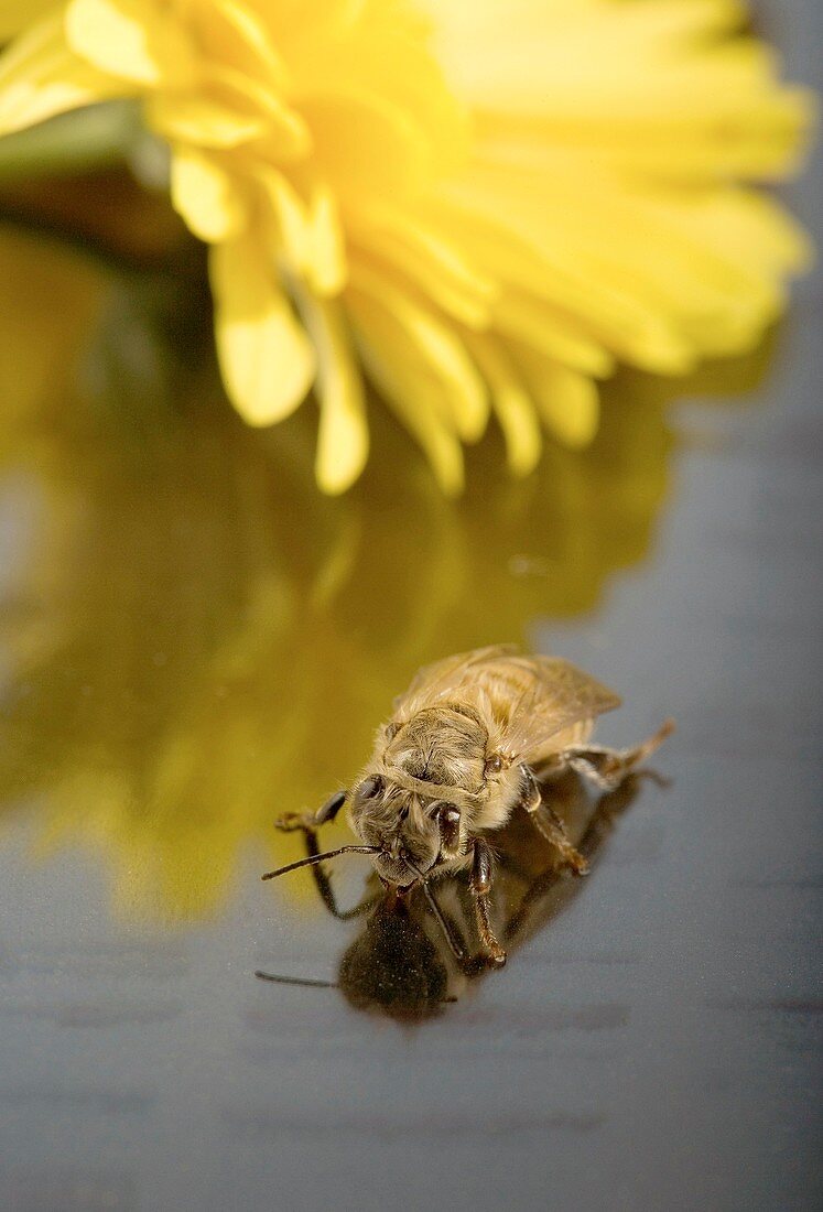 Newly emerged honey bee