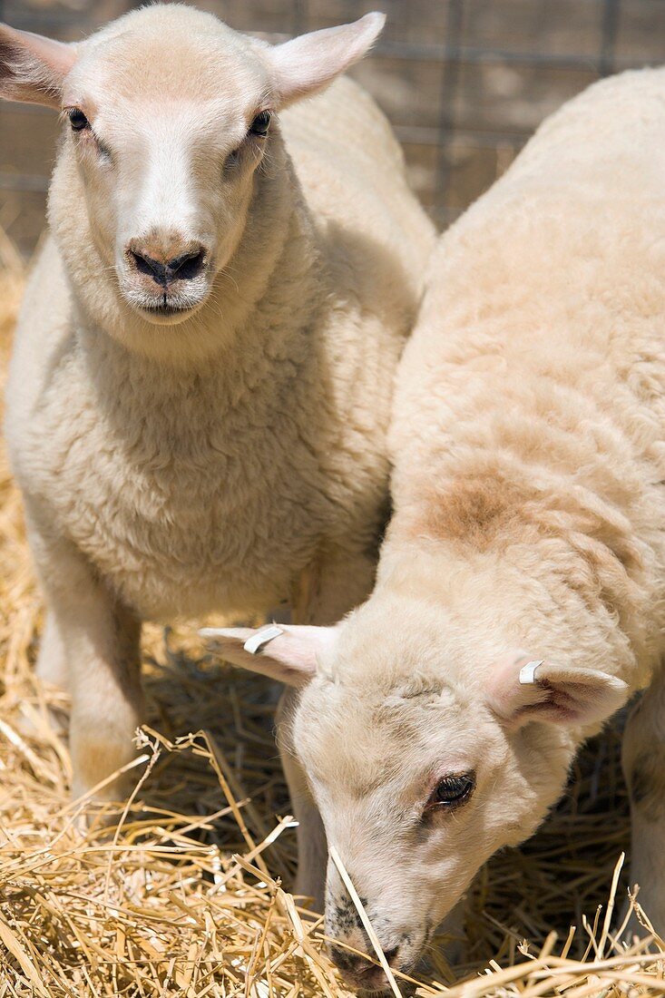 Specially bred lambs
