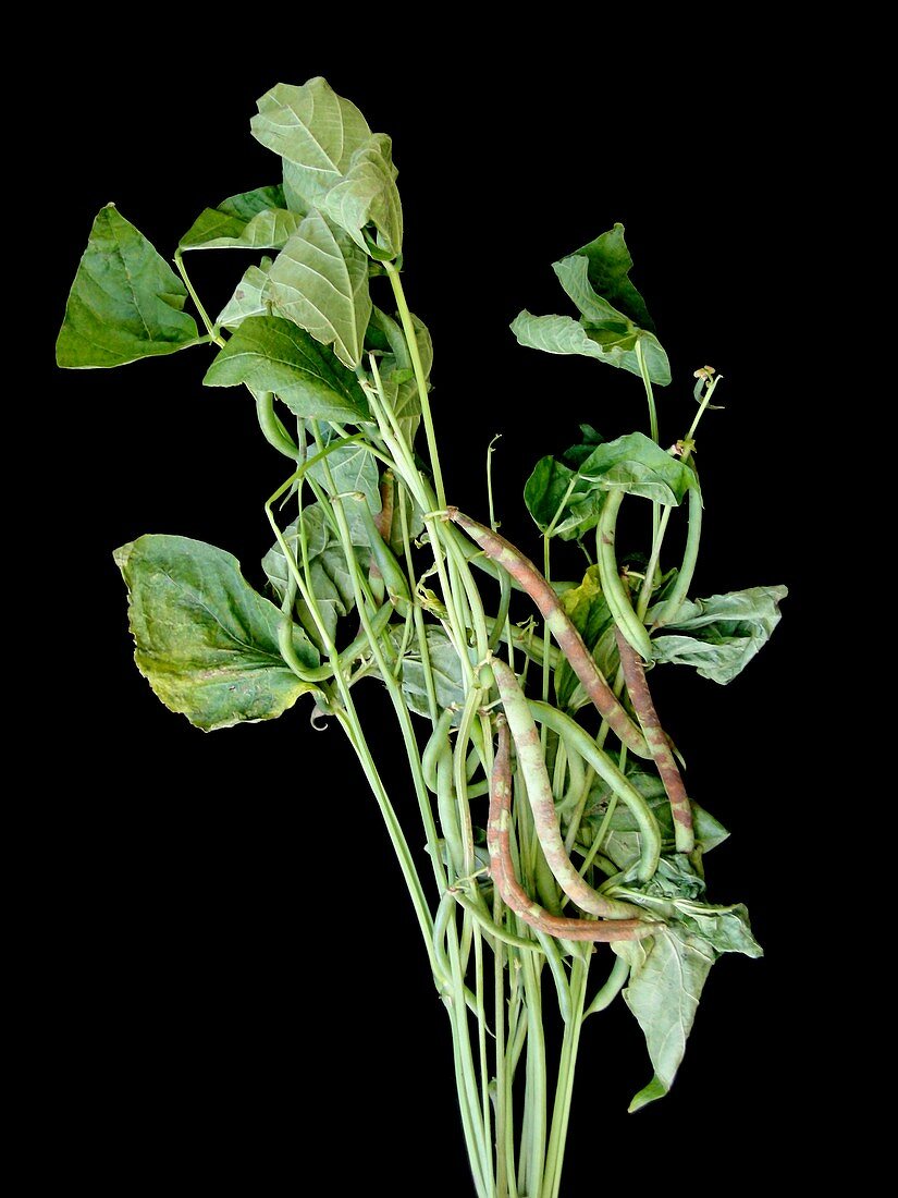 Chocolate pod disease in snap beans