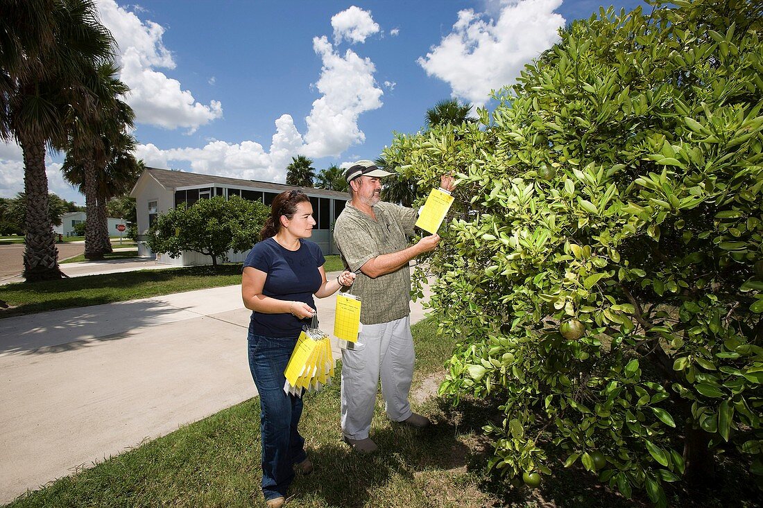 Citrus greening disease research