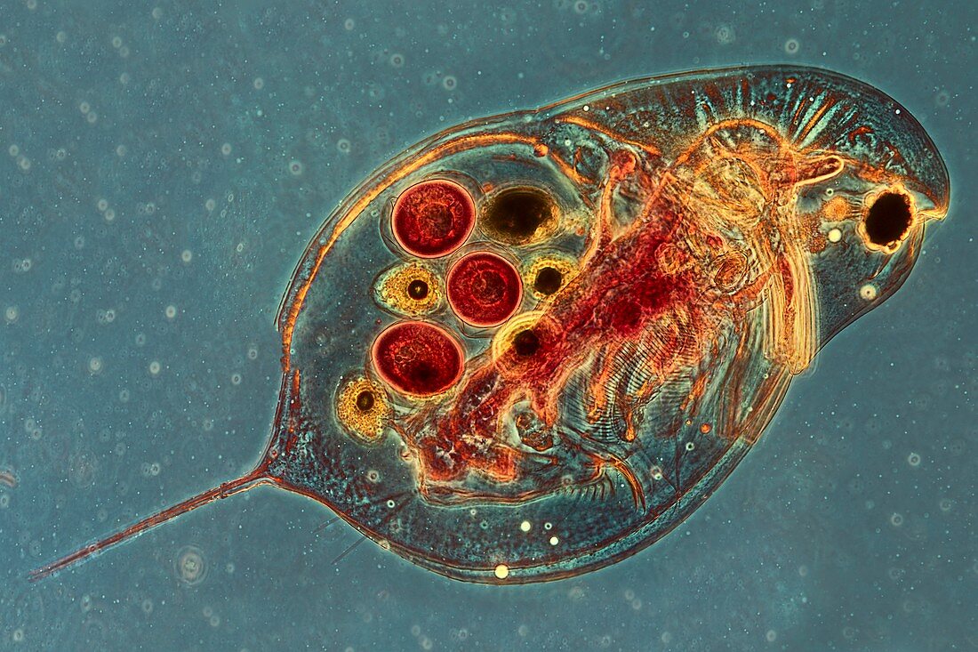 Water flea,light micrograph