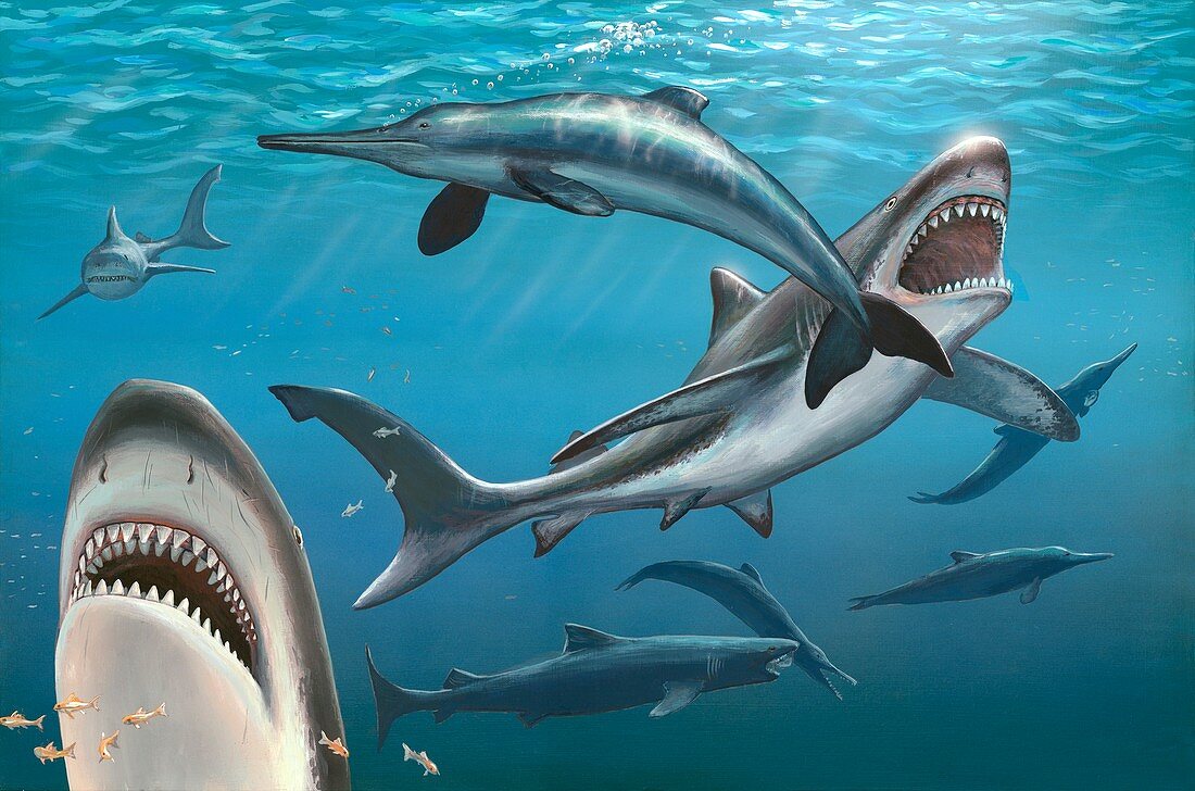 Megalodon prehistoric shark,artwork