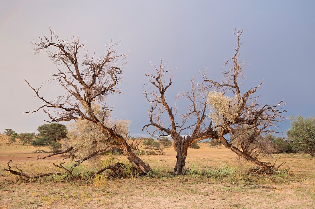 Grey Camelthorn tree in the Auob riverbed