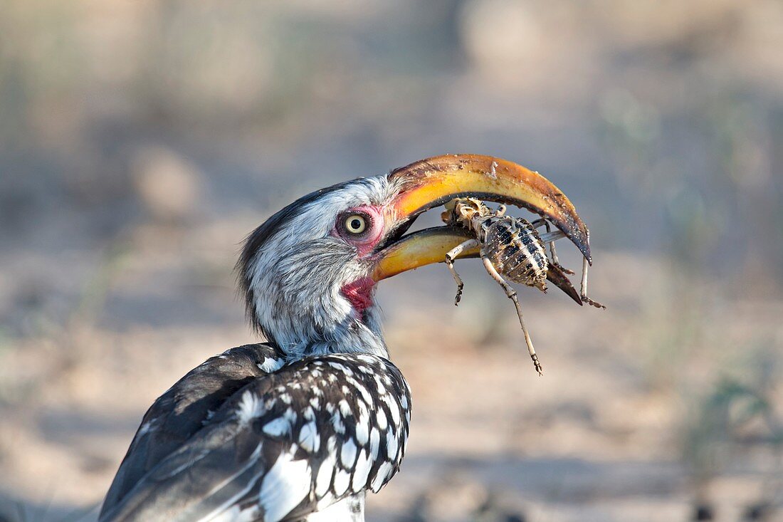 Yellow-billed hornbill eating a cricket