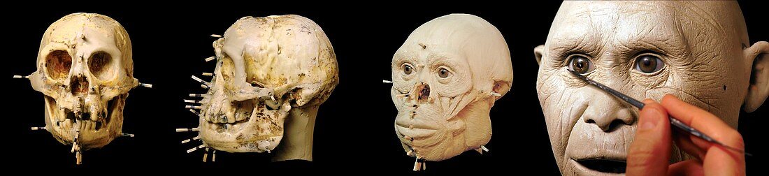 Homo floresiensis model reconstruction