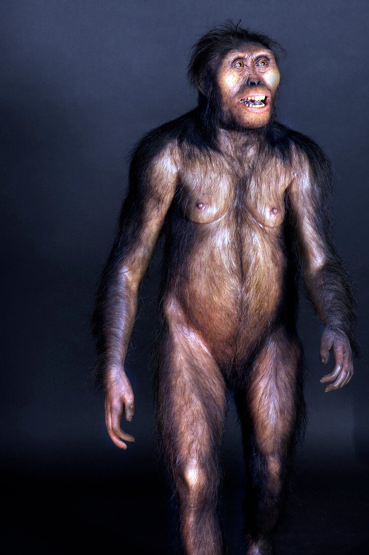 Australopithecine Lucy