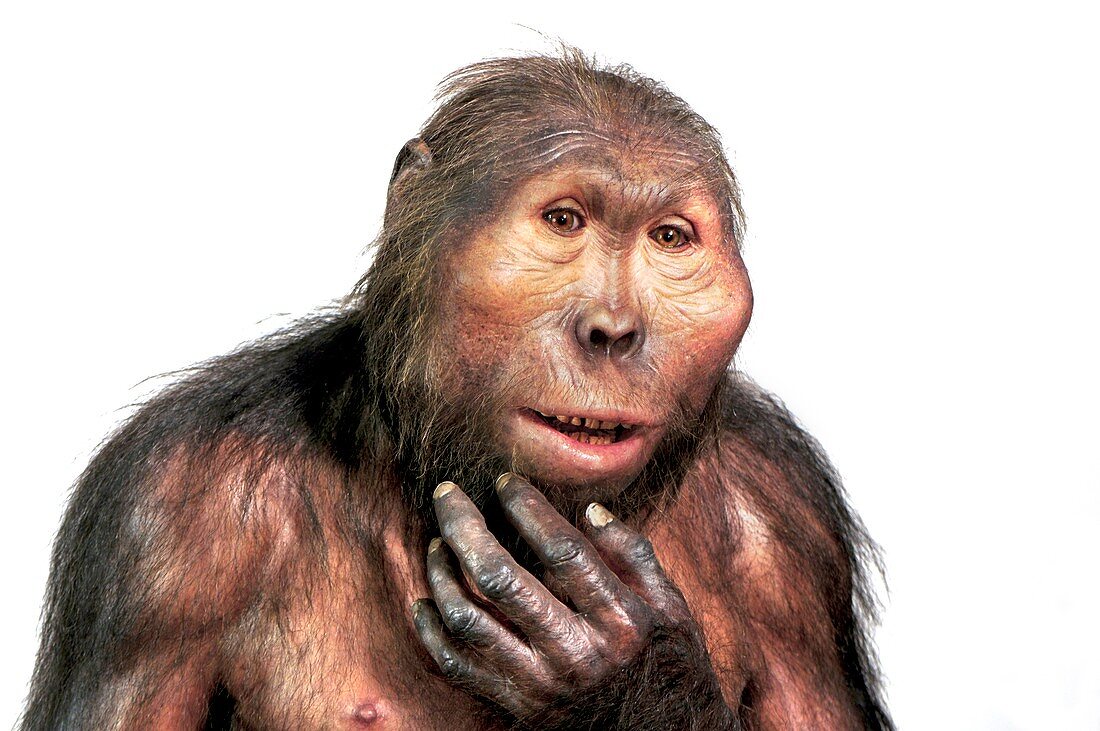 Paranthropus boisei model