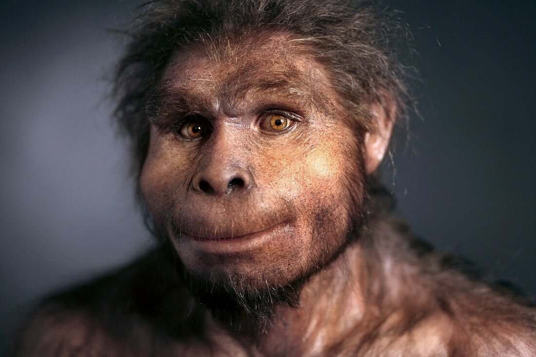 Homo erectus model