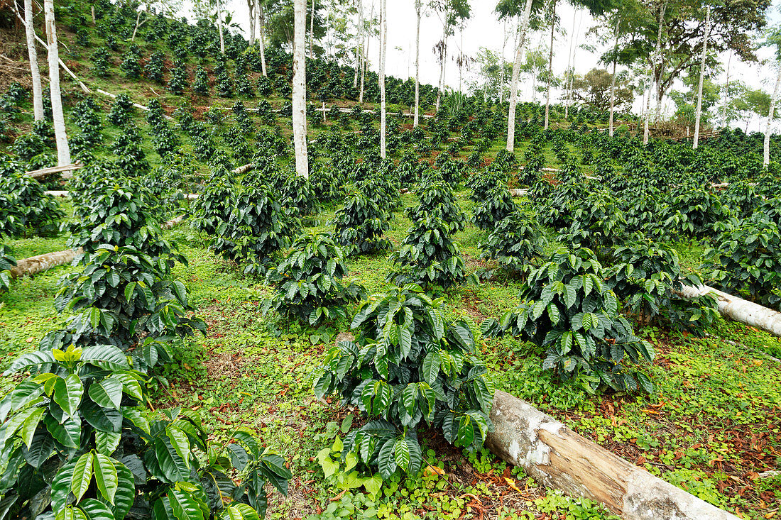 Shade-grown coffee plantation