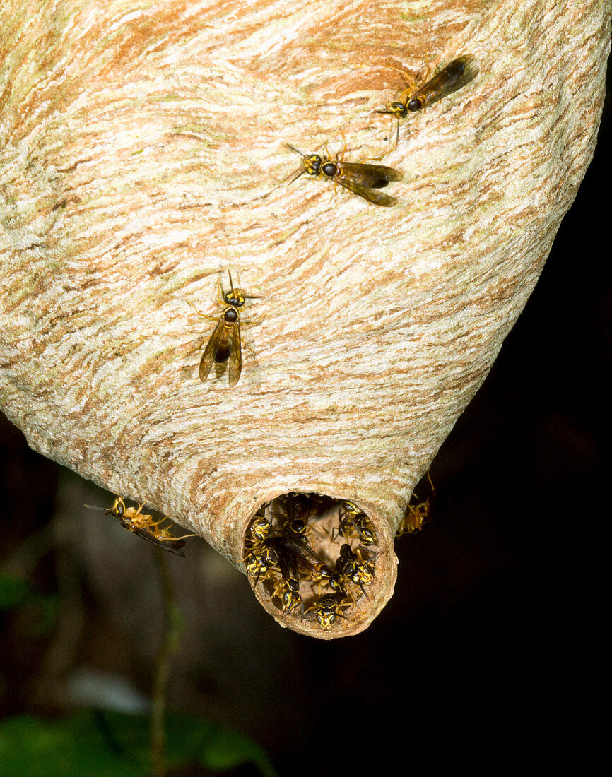 Tropical wasp nest