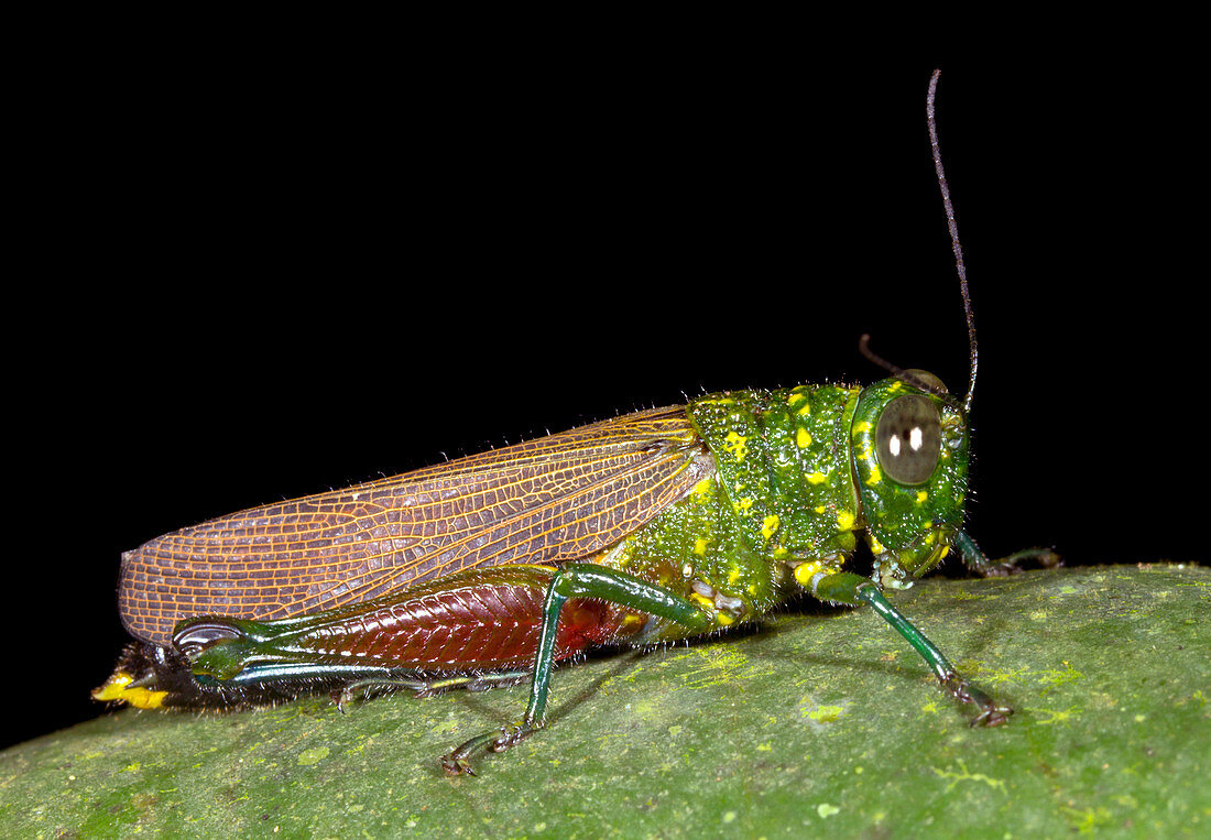 Large rainforest grasshopper