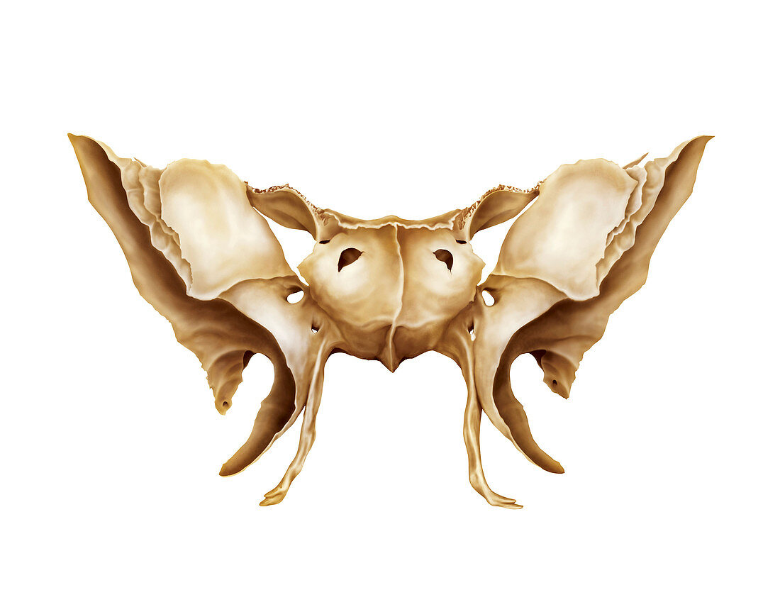 Sphenoidal bone,artwork