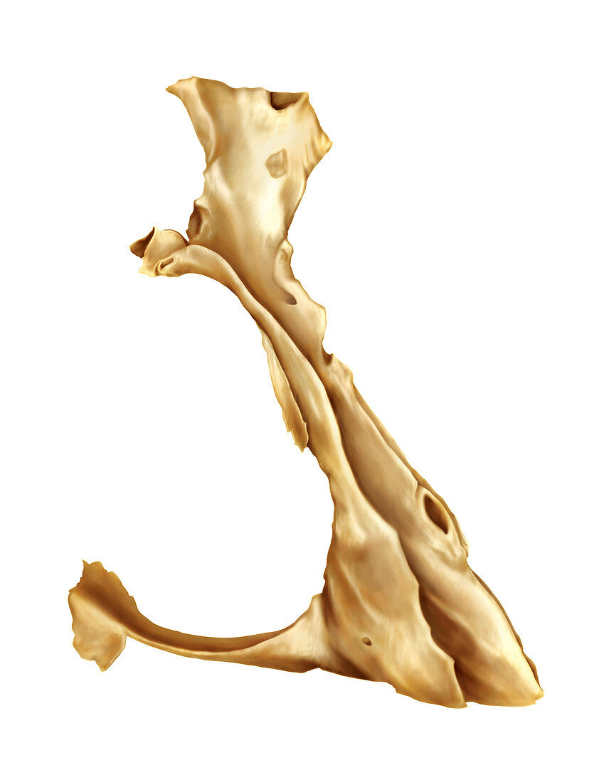 Palatine bone,artwork