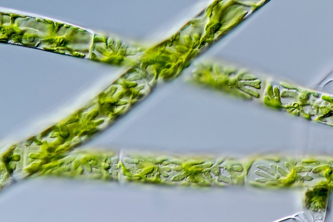 Zygnema pseudogedeanum green alga,LM
