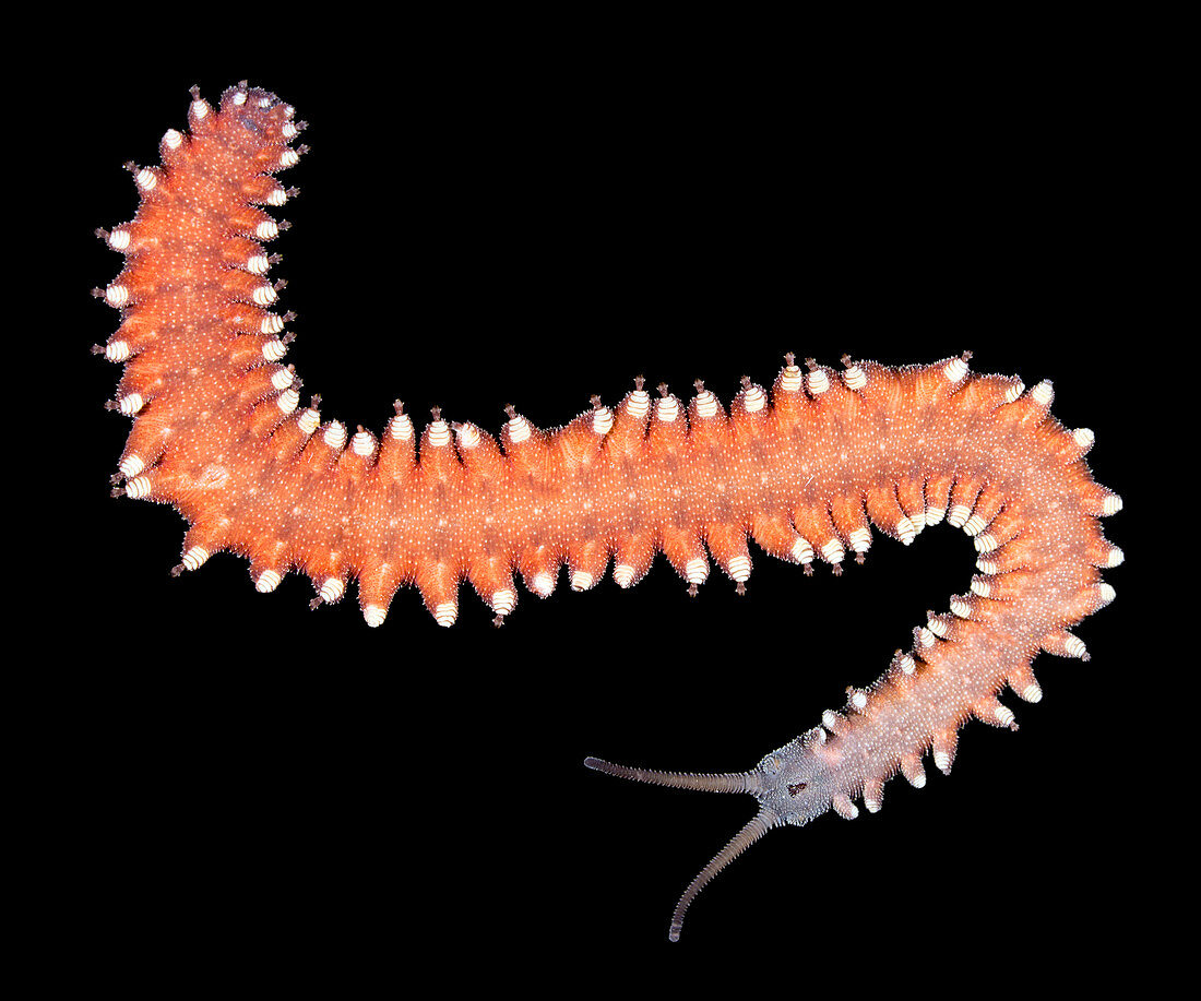 Underside of a velvet worm