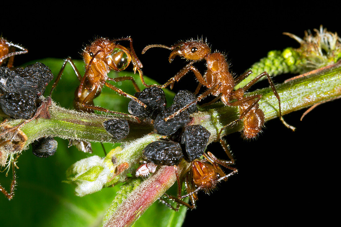 Ants harvesting leafhopper honeydew