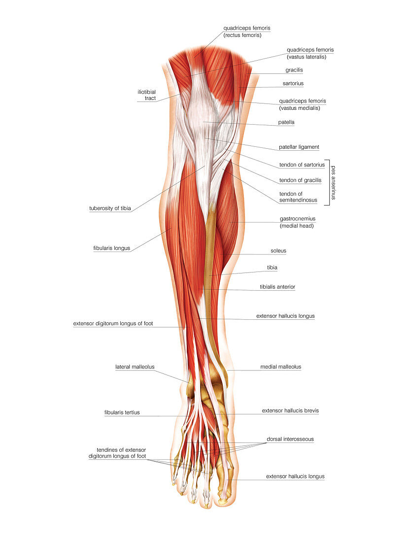 Muscles of the leg and foot,artwork