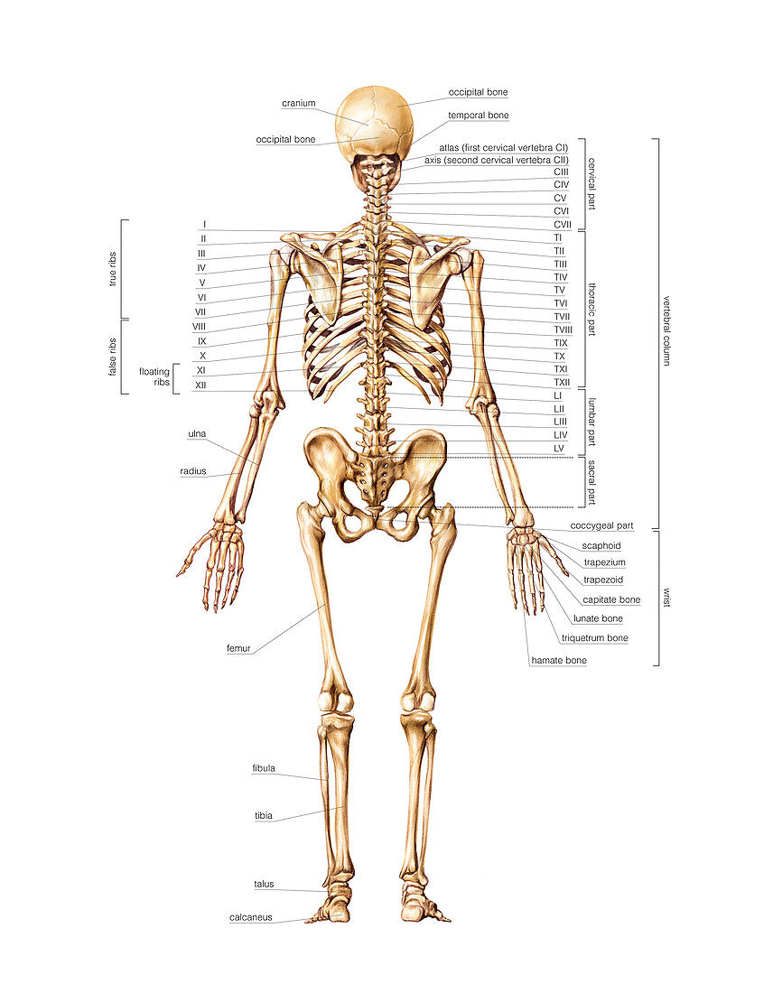Skeletal System,artwork