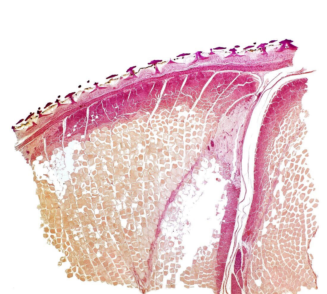 Dogfish skin,light micrograph