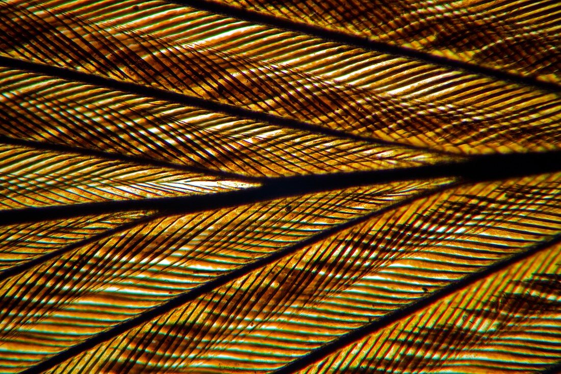Feather vane,light micrograph