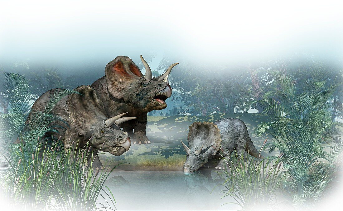 Triceratops old and young,artwork