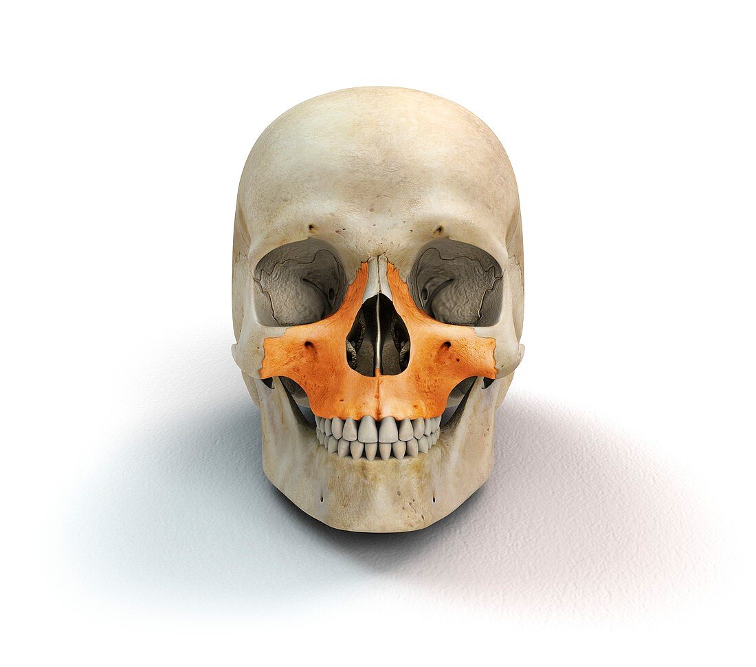 Human skull and maxilla bones,artwork