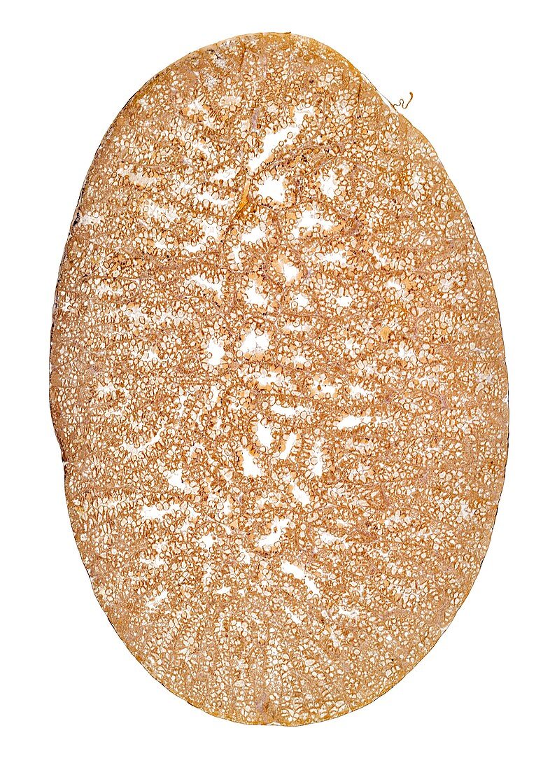 Common frog testis,light micrograph