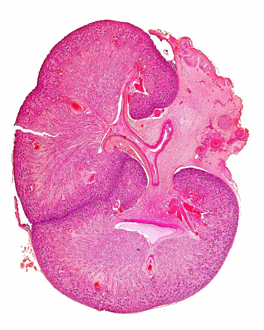 Foetal kidney,light micrograph