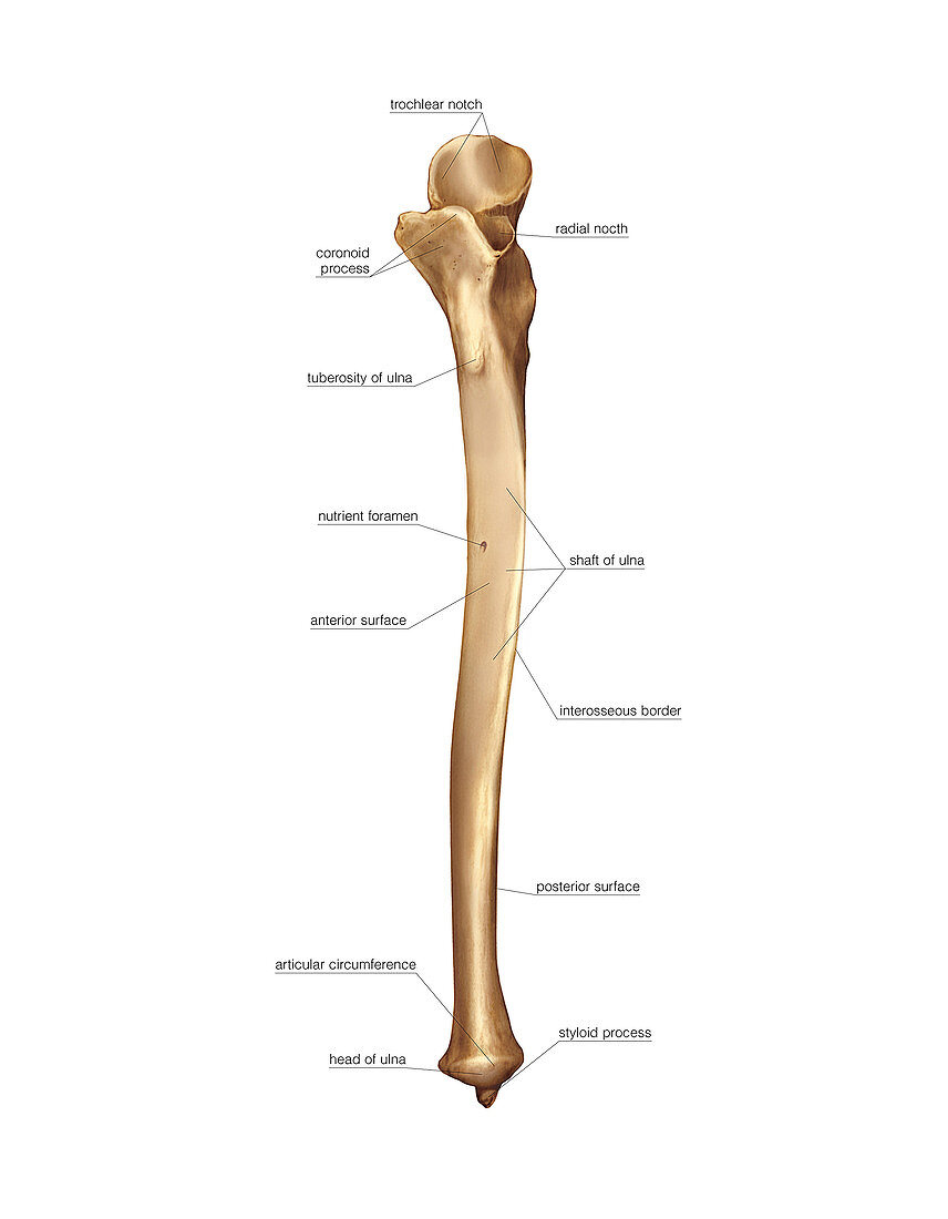 Ulna bone,artwork