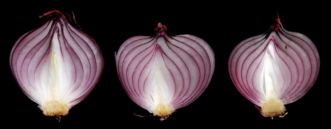 Halved red onions