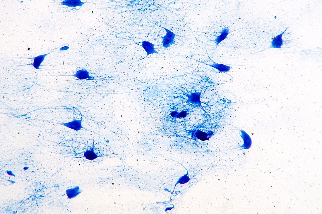 Neuron motor end plate,light micrograph