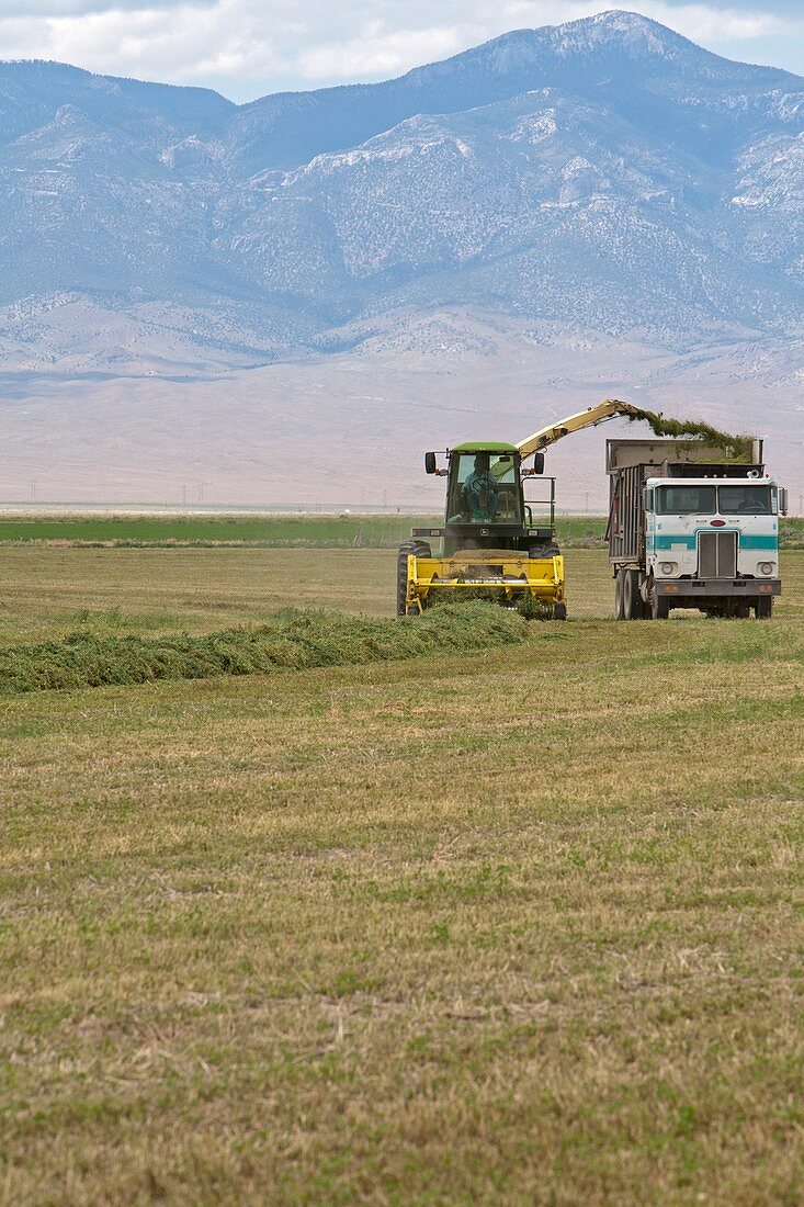 Harvesting alfalfa crop
