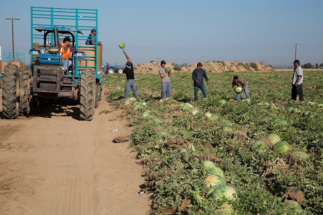 Harvesting watermelons