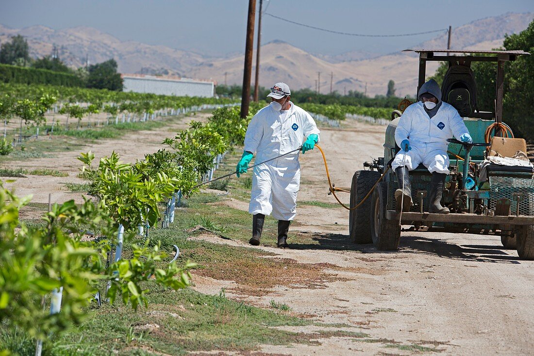 Farm workers applying pesticide