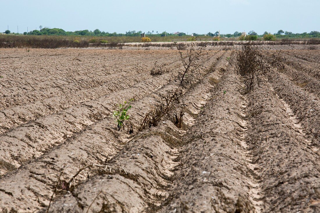 Drought-affected farm field