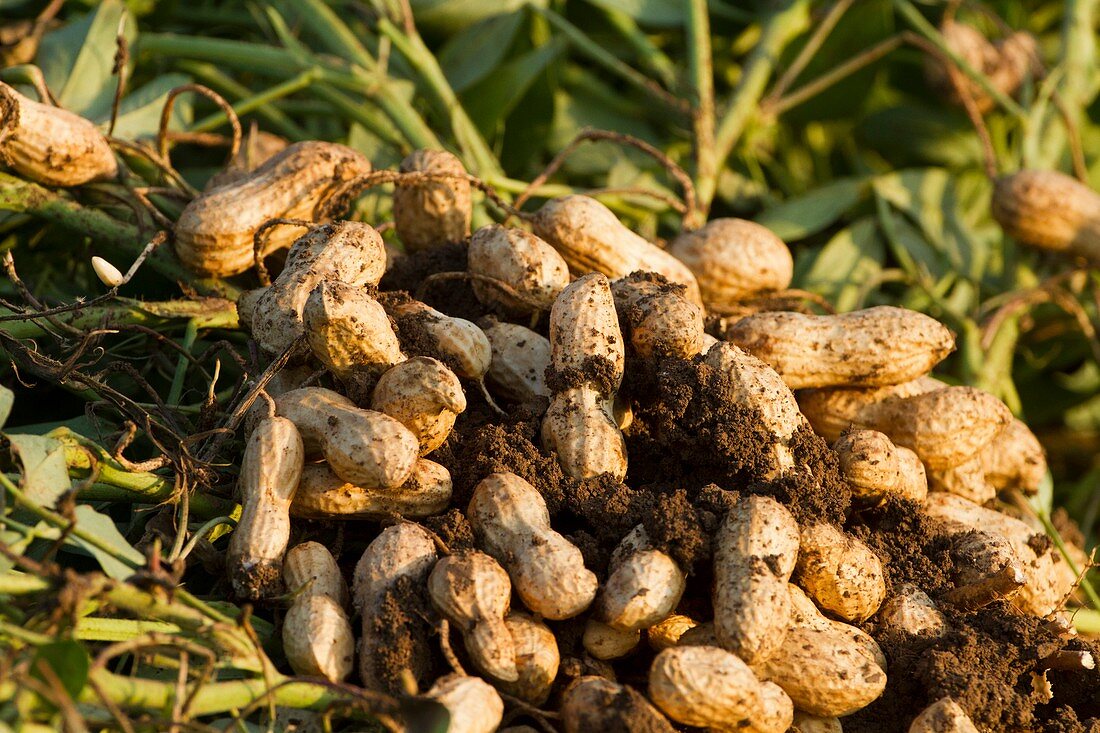 Peanuts growing in a field