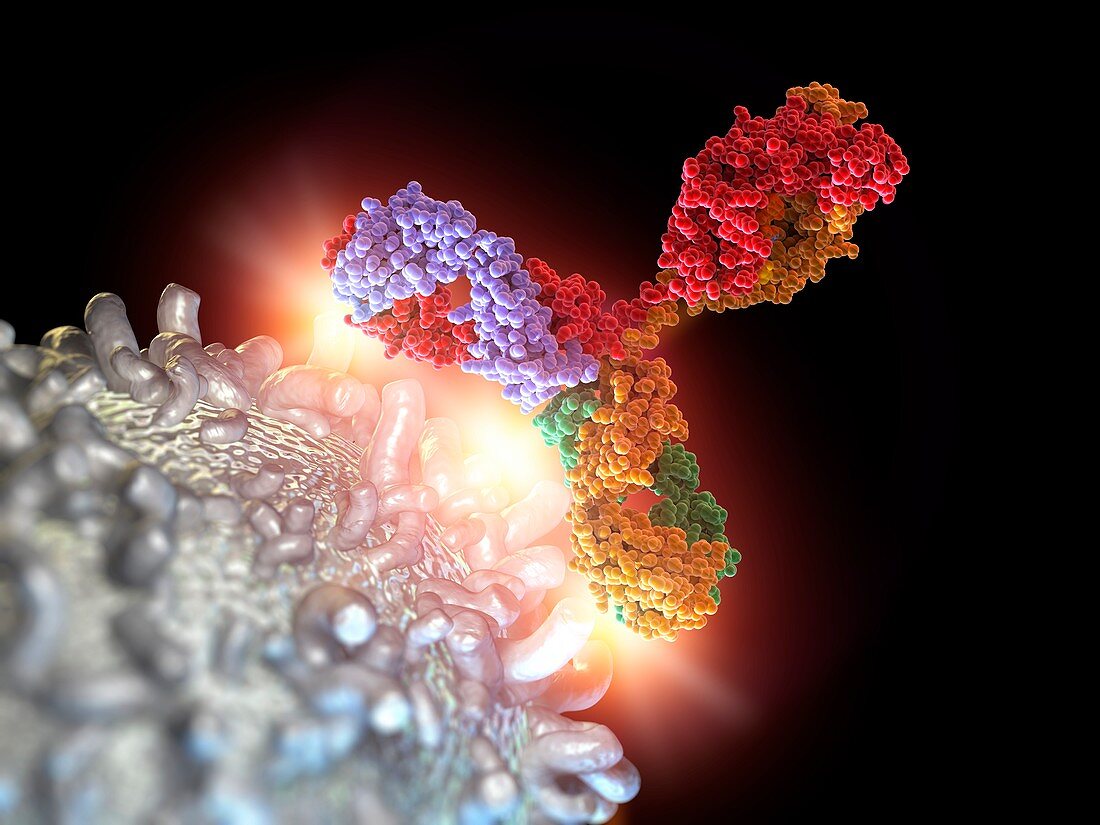 Antibody attacking leukaemia blood cell