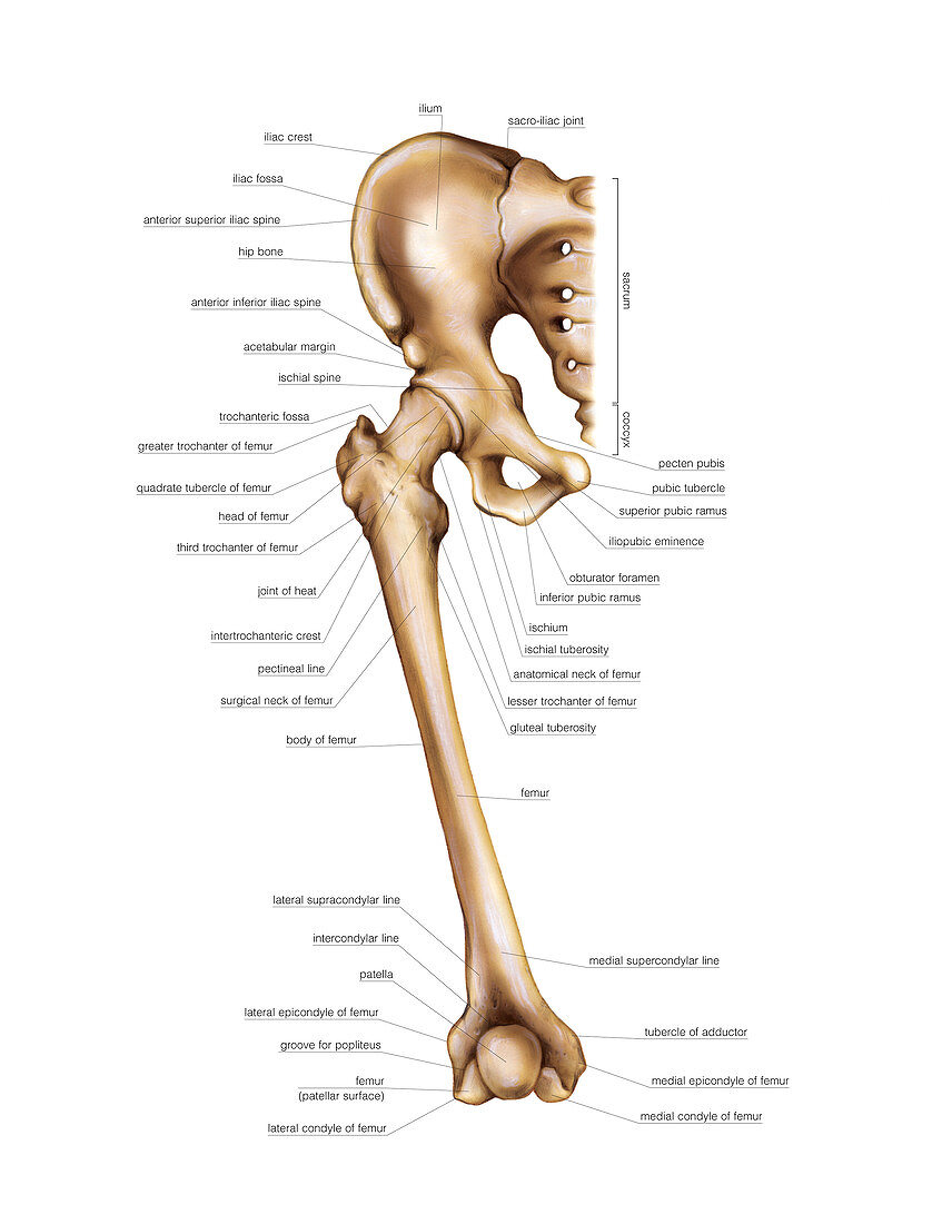 Thigh and knee bones,artwork