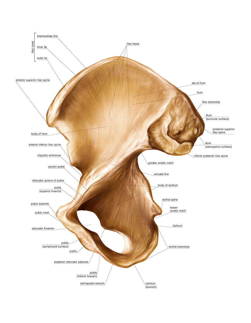 Hip bone,artwork