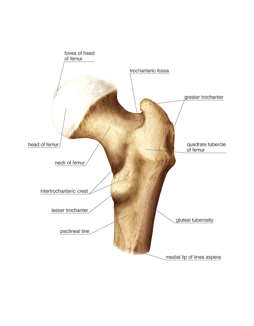 Proximal extremity of femur,artwork